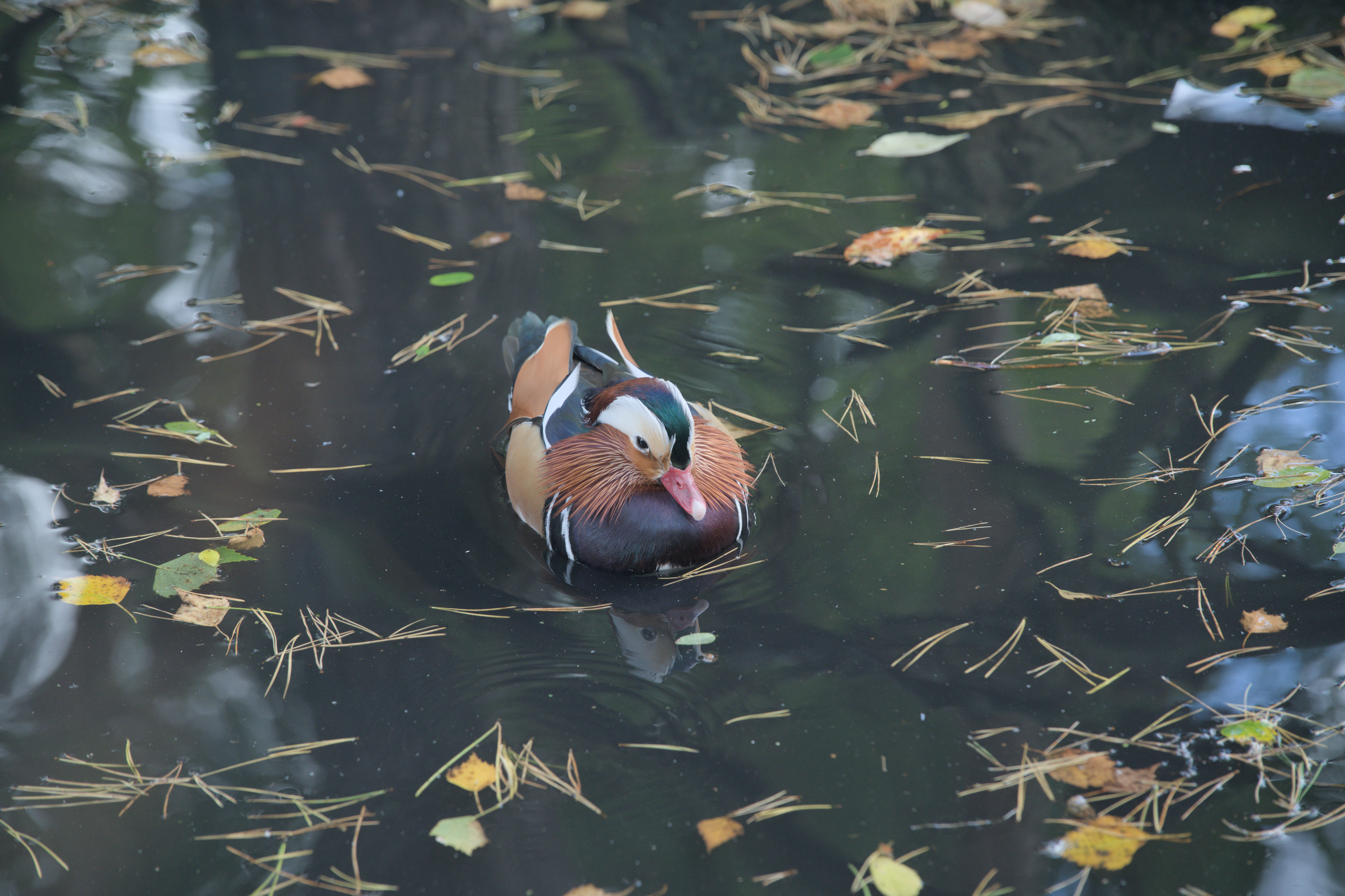 2025/10/12 - zoo/DSC_0033.jpg